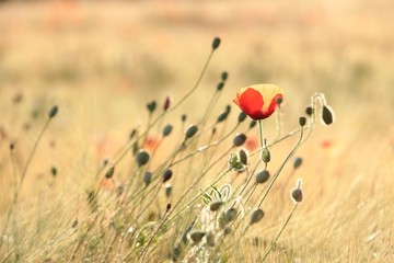 Poppy in the field at dawn