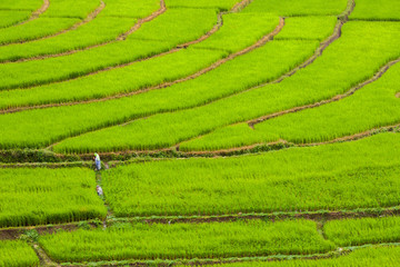 Green of rice terrace located on hill of mountain view located at Vietnam 