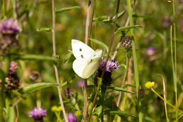 Bee and butterfly on wildflowers
