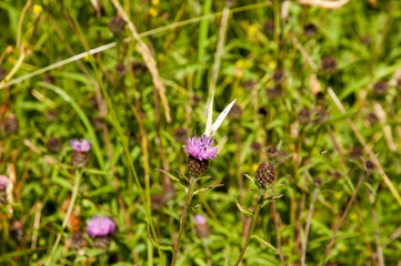 Butterfly and bee on wildflowers