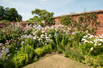 Fototapeta na wymiar Roses in walled garden