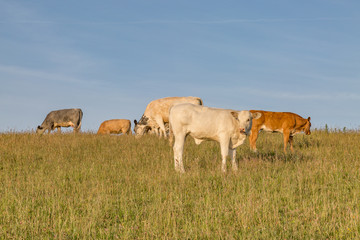 Cows in the Sussex countryside on a sunny summers morning