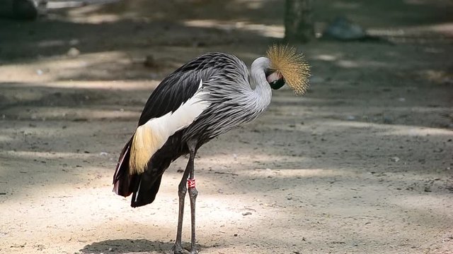 Balearica pavonina, Black crowned crane, crane