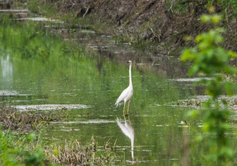 Little egret (Egretta garzetta) is hunting on the glade