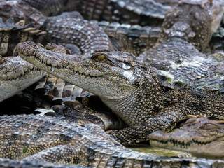 close up crocodile head is closing mount along the group
