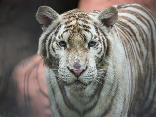 Close up white tiger face with blue eyes concentrate on camera. 