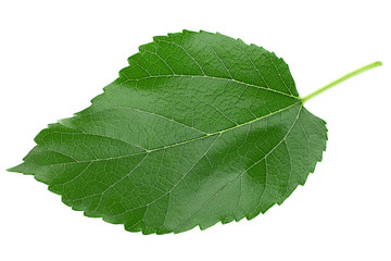 Mulberry leaf isolated