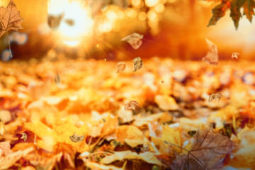 Herbstlandschaft mit Sonnenlicht Bokeh