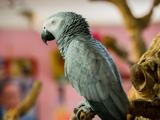 Close up portrait head of parrot with blurry background in zoo