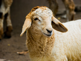 Portrait closeup sheep head in farm animal scene