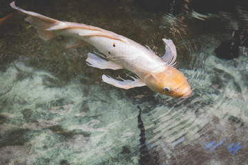 Obraz premium Pink Koi