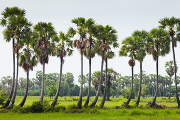 Toddy palm tree on farm located south of Thailand