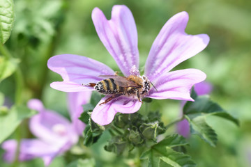 Honey bee collecting nectar on flower. Honey bee (Apis mellifera) pollinating flowers on meadow