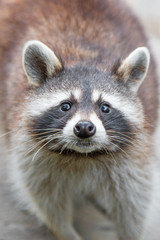 Nordamerikanischer  Waschbär (racoons) Procyon lotor