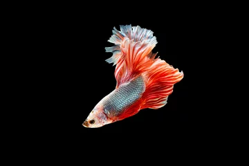 Selbstklebende Fototapeten The moving moment beautiful of siam betta fish in thailand on black background.  © Soonthorn