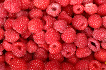 Juicy and fresh ripe raspberries close-up. Natural background