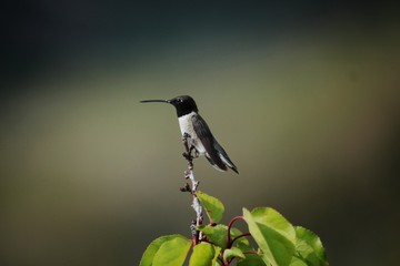 Hummingbird Perched to Show off Bright Colors