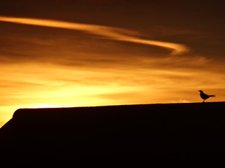 Obraz na płótnie Canvas Sunset Rooftop Blackbird