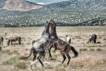 Challenging life of wild horses in America while mustangs fight for rights
