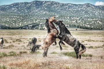 Fototapeta na wymiar Challenging life of wild horses in America while mustangs fight for rights