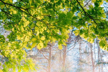 Sunny green oak leaves