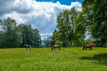 Naklejka na ściany i meble Wild and free horses grazing in the Swiss Jura Alps