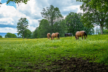 Wild and free horses grazing in the Swiss Jura Alps