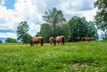 Obraz premium Wild and free horses grazing in the Swiss Jura Alps