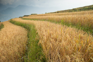 Yellow of rice terrace on hill above cloudy sky 