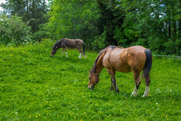 Obraz na płótnie Canvas Wild and free horses grazing in the Swiss Jura Alps