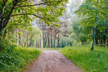 Road in a sunny summer forest