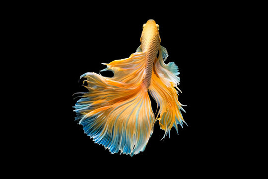 The moving moment beautiful of yellow half moon siamese betta fish or dumbo betta splendens fighting fish in thailand on isolated black background. Thailand called Pla-kad or big ear fish.