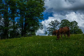 Wild and free horses grazing in the Swiss Jura Alps