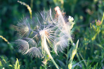 beautiful dandelion on a background of green grass