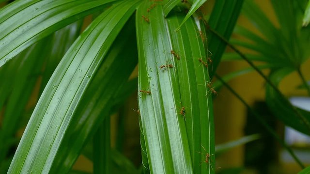 Weaver ant nest on a lady palm tree. Major worker ants constructing nests by weaving leaves together with larval silk and defend their nests from intruder, hd video.
