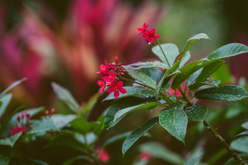 Tropical Pink plant 2