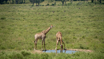 Giraffen an einer Wasserstelle in Südafrika