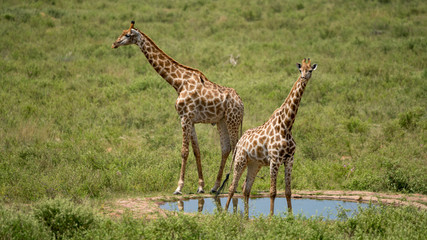 Giraffen an einer Wasserstelle in Südafrika