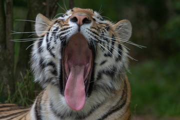 Amurtiger - Sibirischer - Mandschu - Tiger Zoo