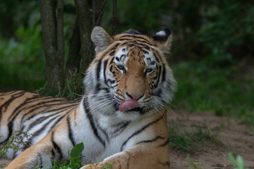 Fototapeta na wymiar Amurtiger - Sibirischer - Mandschu - Tiger Zoo