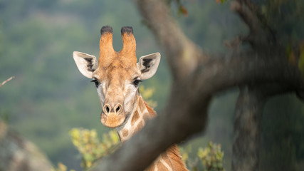 Giraffe schaut durch Gebüsch im afrikanischem Buschland