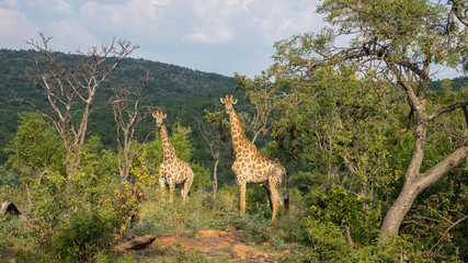 Giraffen im afrikanischen Busch © Michael