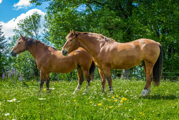 Fototapeta premium Wild and free horses grazing in the Swiss Jura Alps