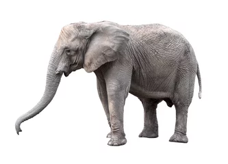 Zelfklevend Fotobehang Olifant close-up. Grote grijze lopende olifant geïsoleerd op een witte achtergrond. Staande olifant volledige lengte close-up. Vrouwelijke Aziatische olifant. © esvetleishaya