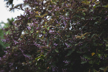 Purple bush version 2