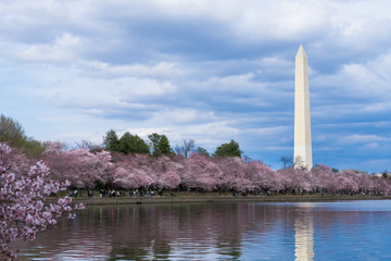 Washington Monument during Cherry Blossom Festival at the tidal basin, Washington DC, USA