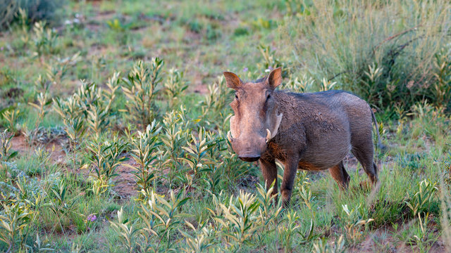 Warzenschwein in Afrika