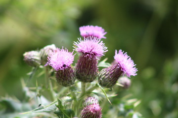 Thistle wild flower