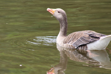 Water bird swimming