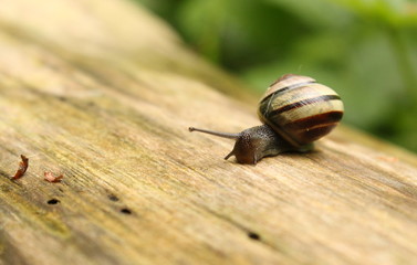 a beautiful little garden snail at a tree trunk